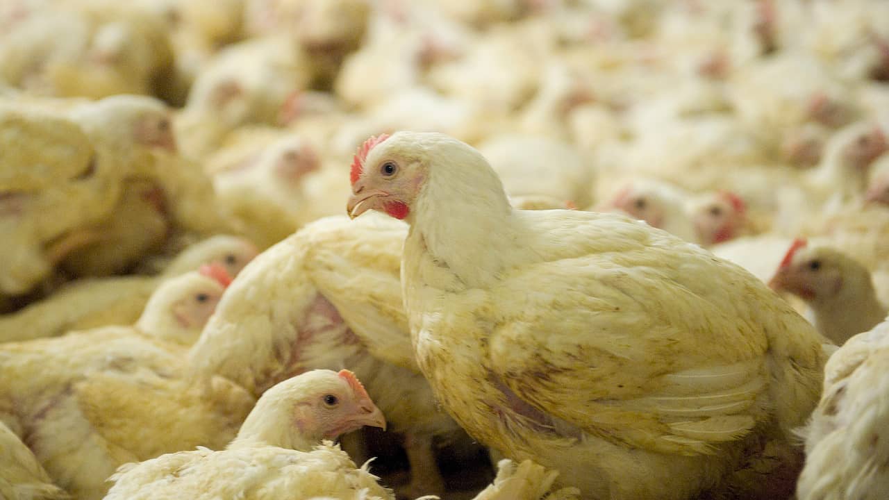 Hogere boetes voor bedrijven die dieren mishandelen: 'Rotte appels aanpakken'