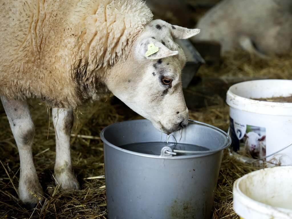 Blauwtongvirus waarschijnlijk mede verspreid bij transport van dieren