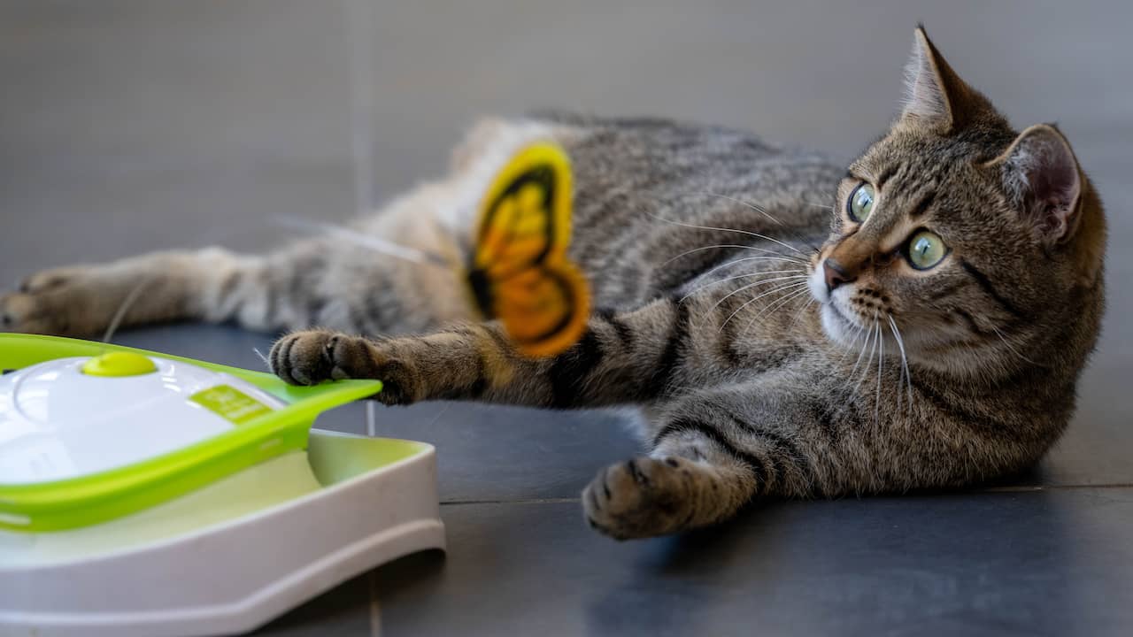 Katten in veiligheid gebracht na grote brand in kattenhotel Groningse Scheemda