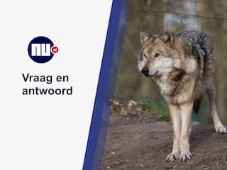 Wat moet je doen als je een wolf tegenkomt?