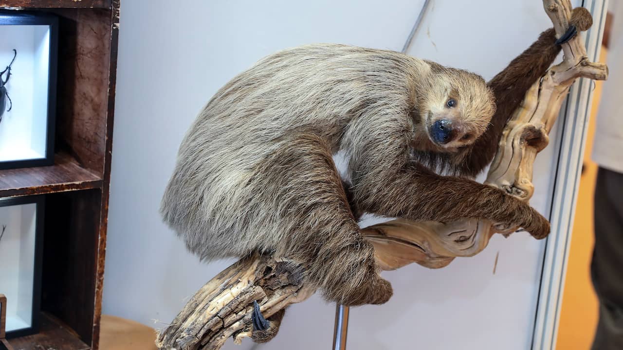 31 luiaards overleden door verwaarlozing voor opening speciaal dierenpark VS