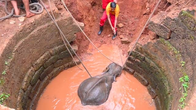 Indiërs redden verzwakte olifant met veel moeite uit verlaten put