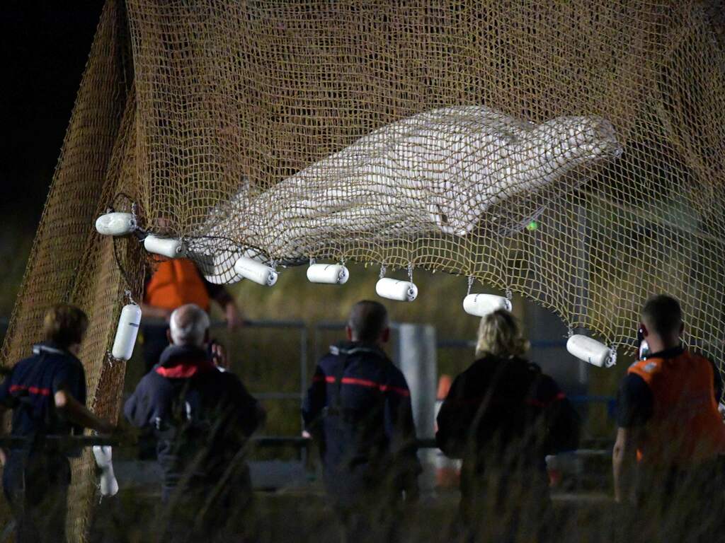 Beloega is er slecht aan toe na bevrijding uit de Seine