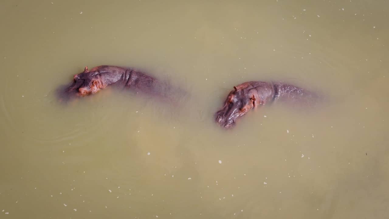 Colombia worstelt nog altijd met 'Escobar-nijlpaarden' die zich blijven voortplanten