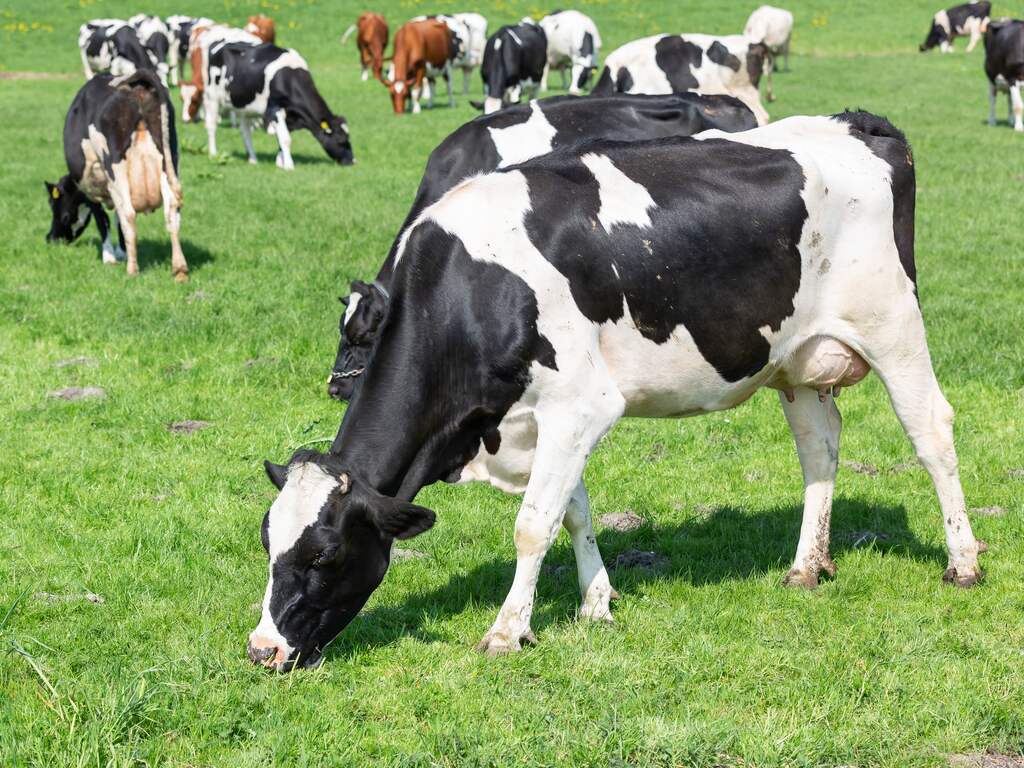 Rechter doet vandaag uitspraak in stikstofzaak met mogelijk grote gevolgen