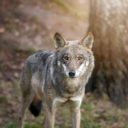 Er wordt niet met paintballkogels op wolf geschoten tot uitspraak rechter