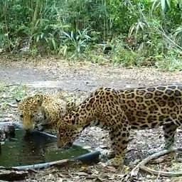 Video | Waterbakken in Guatemalteekse jungle trekken allerlei dieren aan