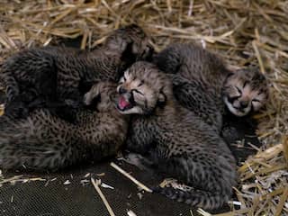Cheeta likt pasgeboren welpjes schoon in Beekse Bergen