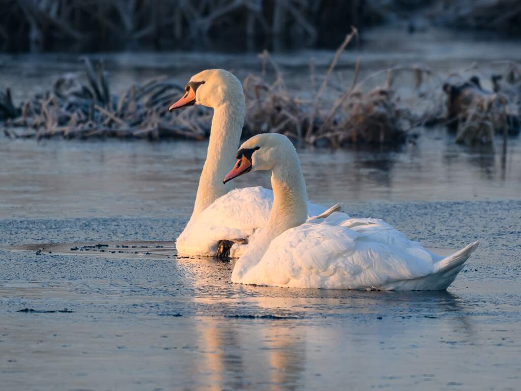 Zwaan zit uur vast in bovenleiding van Rotterdamse tram, arts laat dier inslapen