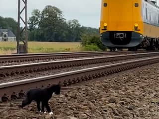 Kat met kittens loopt langs spoor en houdt treinverkeer op bij Meppel