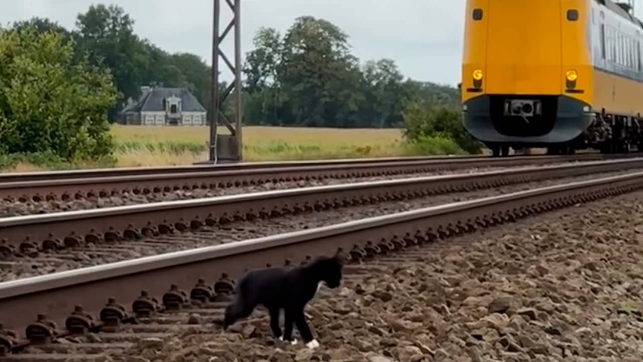 Video | Kat met kittens loopt langs spoor en houdt treinverkeer op bij Meppel