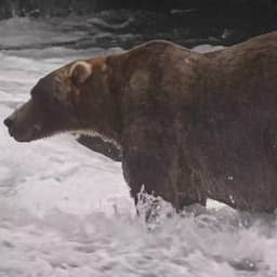 Zoon van eerdere winnares wint Fat Bear Week: 'Grote, pluizige jongen'