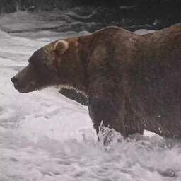 Zoon van eerdere winnares wint Fat Bear Week: 'Grote, pluizige jongen'