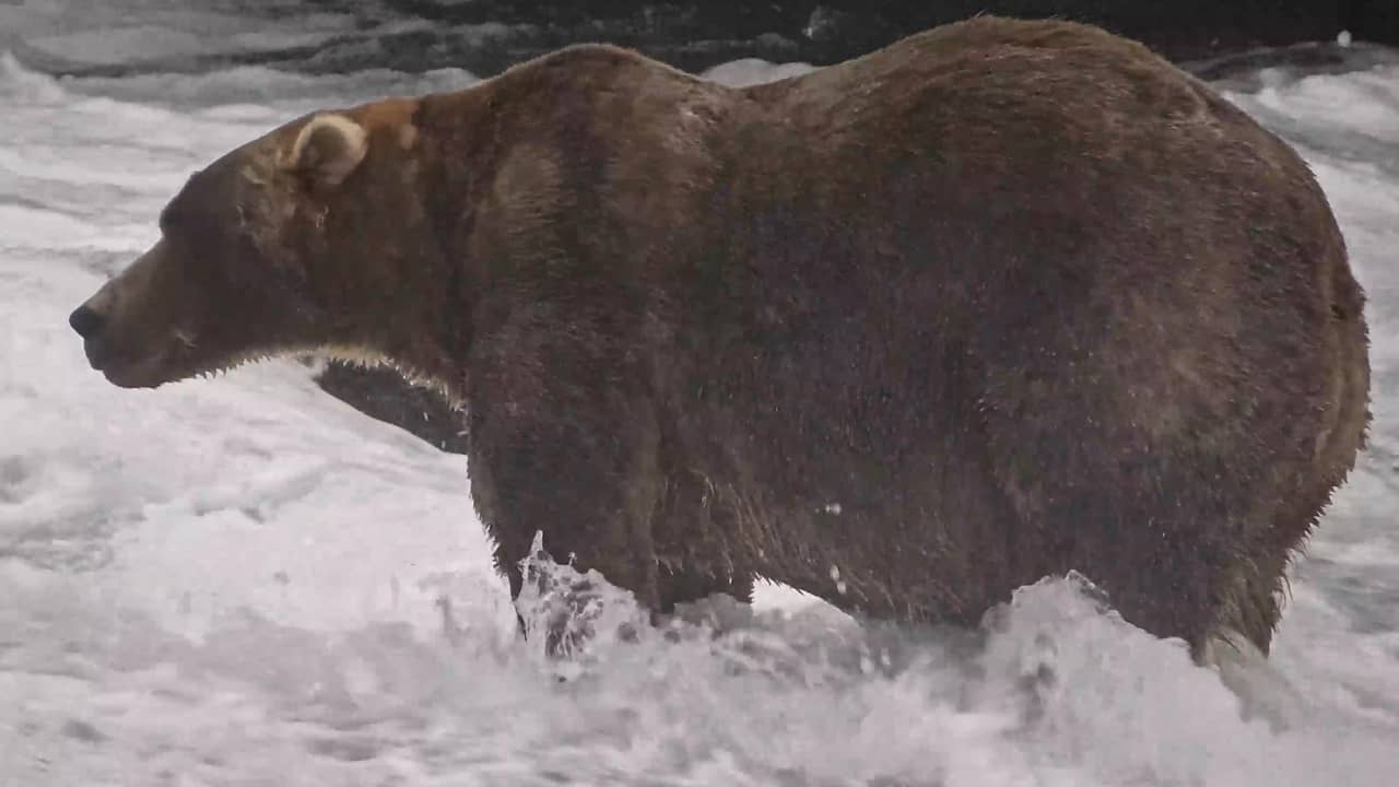 Zoon van eerdere winnares wint Fat Bear Week: 'Grote, pluizige jongen'