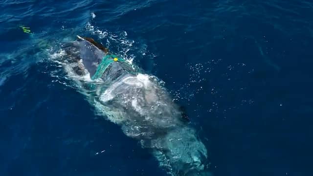 Video | Reddingswerkers proberen bultrugwalvis tevergeefs uit net te bevrijden