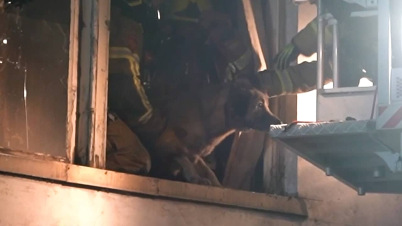 Video | Brandweer tilt twee honden uit brandend kraakpand in Nijmegen
