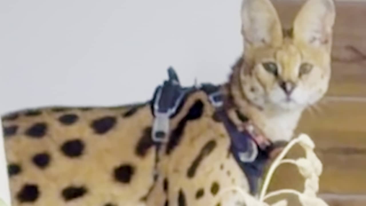 Video | Ontsnapte serval in Heerlen na uren gevangen