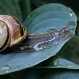 Dieren leven weer op na regen, maar stuiten door droogte op voedseltekort