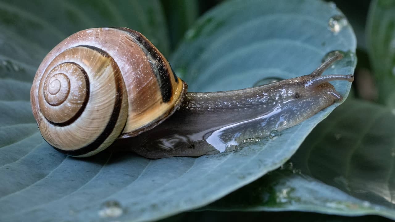Dieren leven weer op na regen, maar stuiten door droogte op voedseltekort
