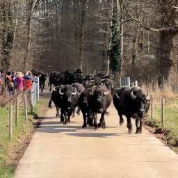 Video | Waterbuffels 'dansen' erop los nadat ze weer de wei in mogen