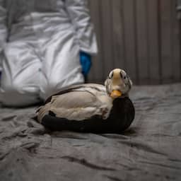 Zeldzame brileider Texel in kritieke toestand opgenomen, situatie is kwetsbaar