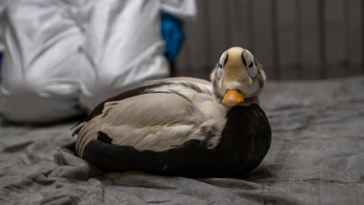 Zeldzame brileider die veel vogelaars naar Texel trok overleden na worminfectie