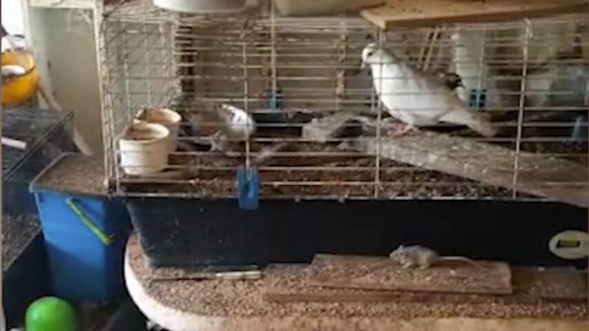 Muizen rennen massaal door Brabantse woning