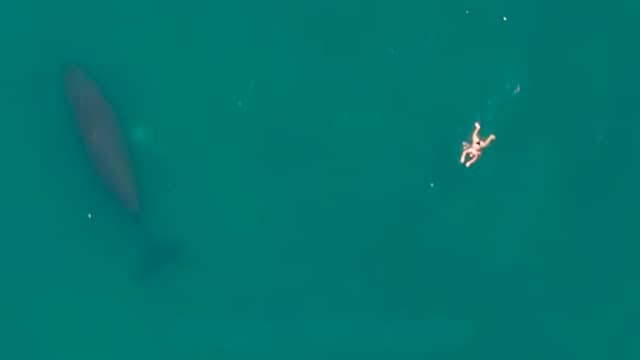 Drone filmt vrouw die tussen bultrug en prooidieren zwemt in VS