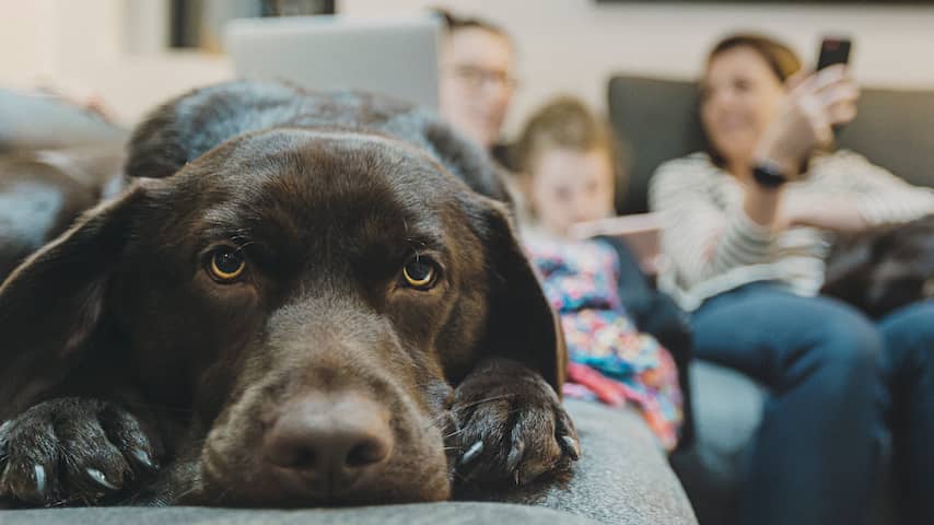De volgende keer dat je de hond uitlaat kan de mobiel beter in je broekzak blijven