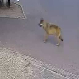 Video | Wolf wandelt langs klanten ijssalon in Hoenderloo