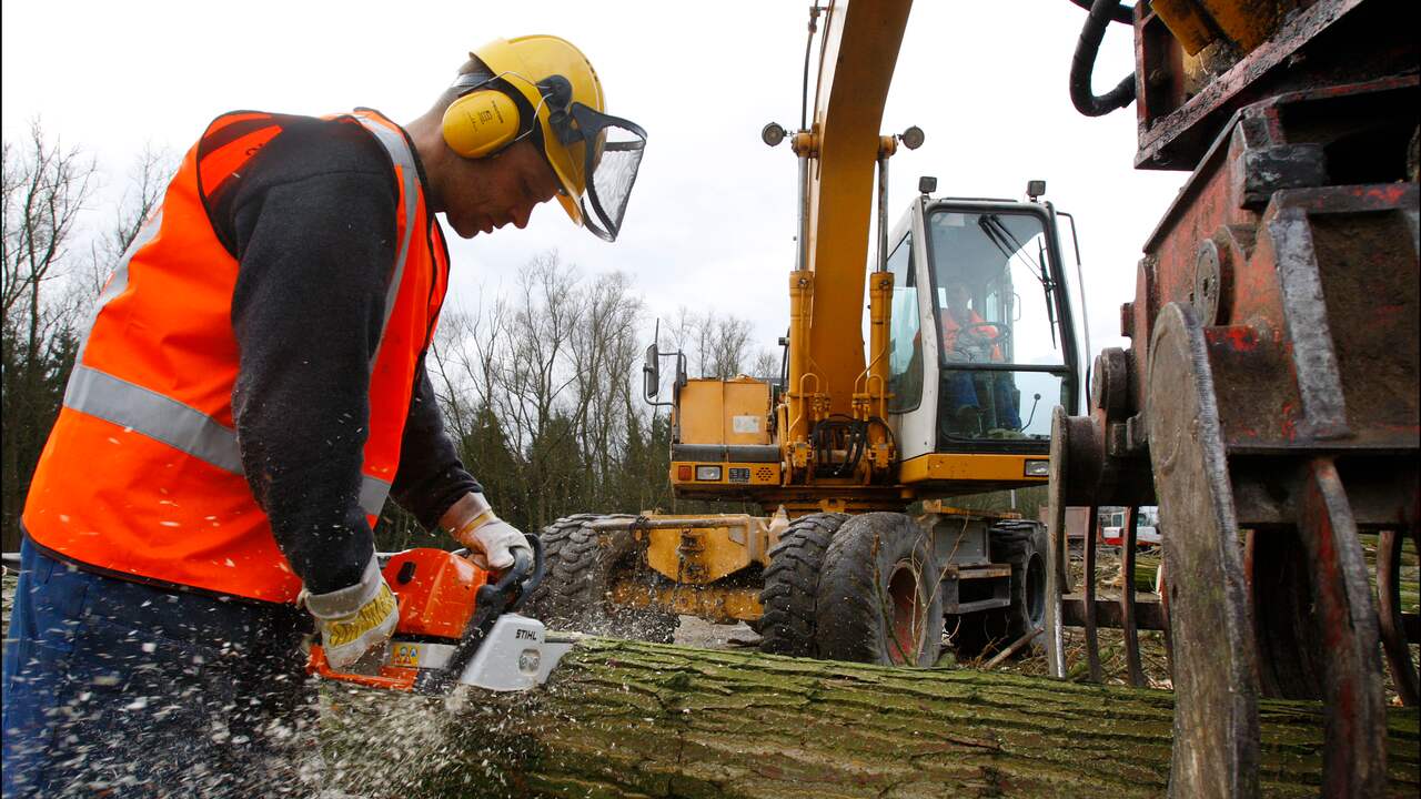 Bomenridders woedend om snelle kap van bomen in Wielwijk