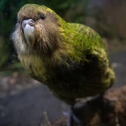 Negentig kuikens in recordbroedseizoen voor bedreigde Nieuw-Zeelandse kakapo