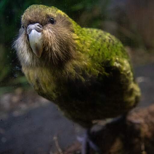 Illustratie bij: Negentig kuikens in recordbroedseizoen voor bedreigde Nieuw-Zeelandse kakapo