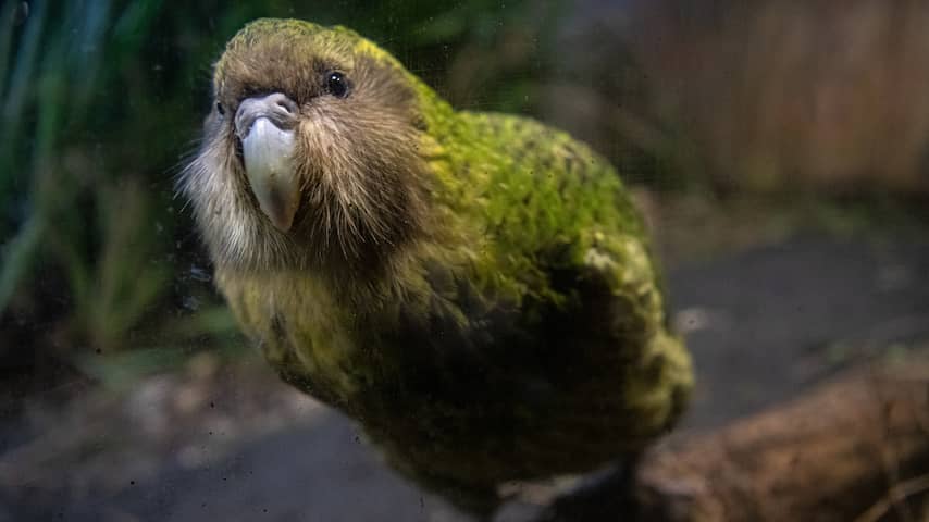 Foto bij Negentig kuikens in recordbroedseizoen voor bedreigde Nieuw-Zeelandse kakapo