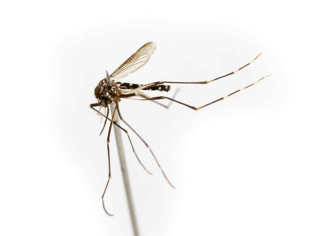 Recordaantal Nederlanders heeft knokkelkoorts opgelopen