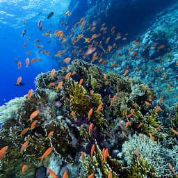 Verdrag voor oceaanbescherming gaat in januari in, Nederland nog niet aan boord