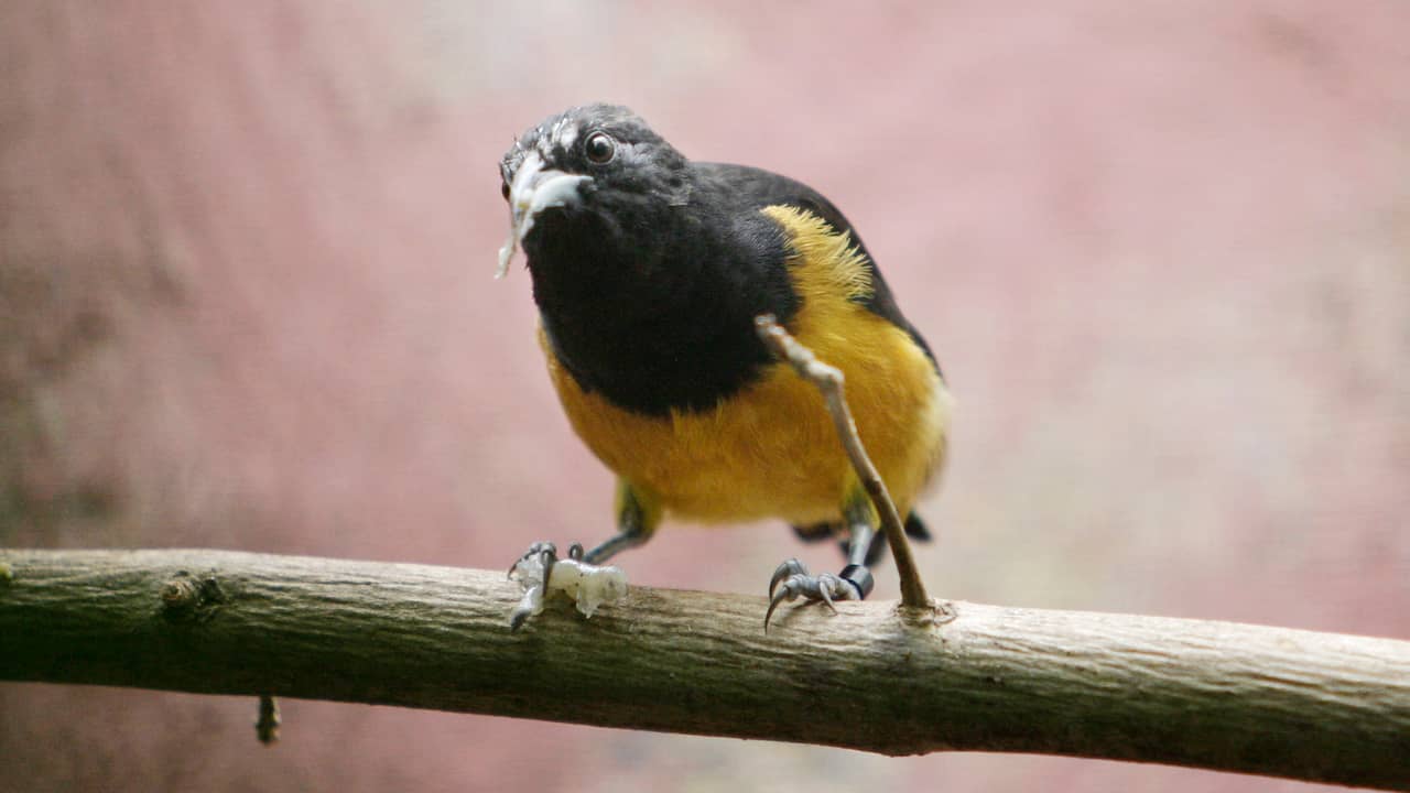 Vijftienhonderd vogeltjes uit heel Overijssel tjirpen dagen in de sporthal Bornerbroek