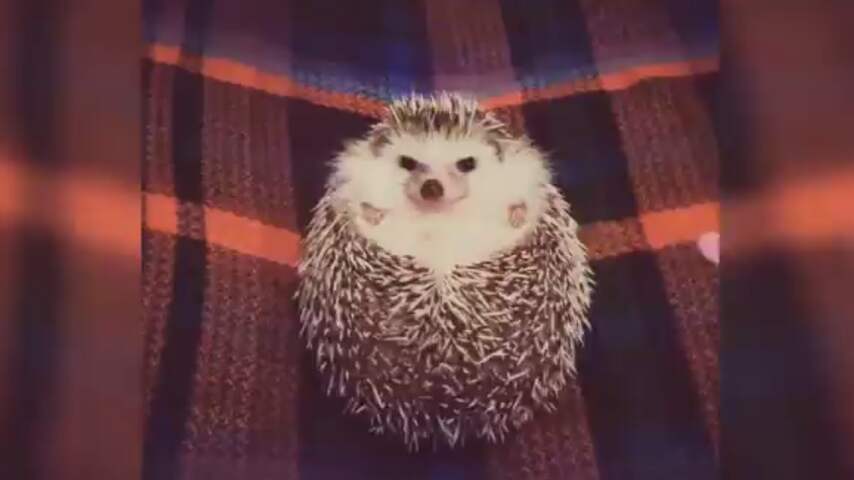 Egeltje fleurt helemaal op door stukje appel 