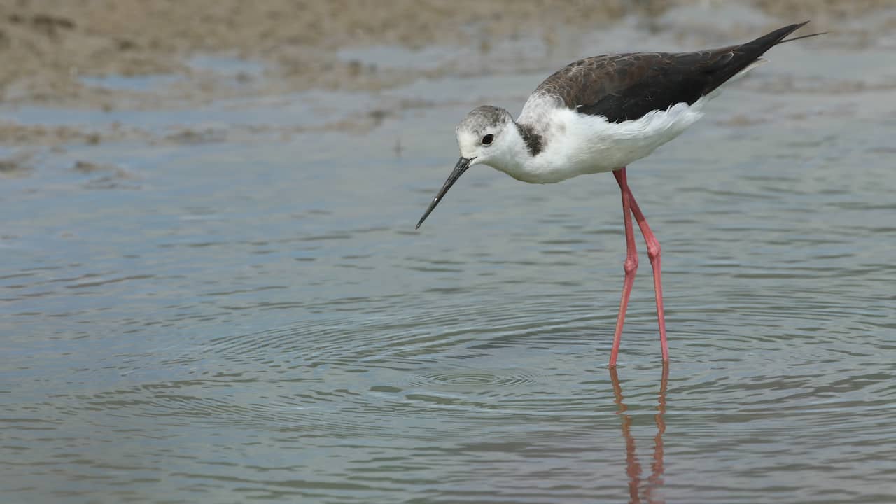 Bijna de helft van alle trekvogelsoorten neemt wereldwijd af