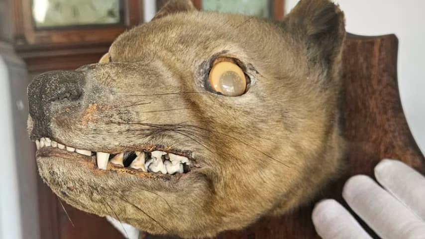 Vossenkop op veiling blijkt van uitgestorven Tasmaanse tijger: 'De heilige graal'