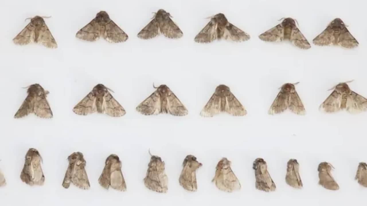 Drie keer meer eikenprocessievlinders, rupsenoverlast verwacht in het noorden