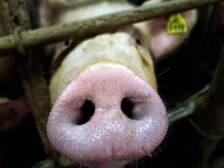 Een derde van de Nederlanders is vorig jaar minder vlees gaan eten