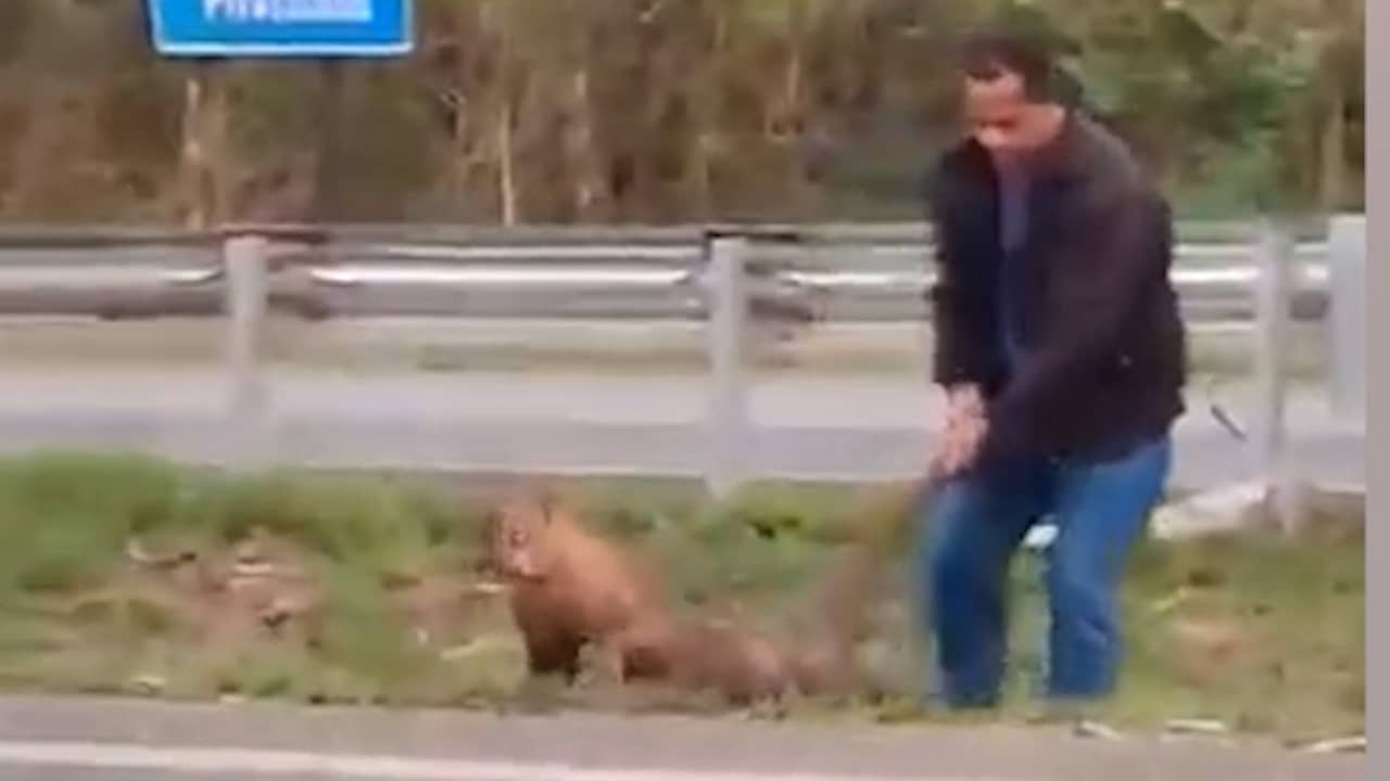 Video | Motorrijder sleept gewonde poema aan staart van Braziliaanse snelweg