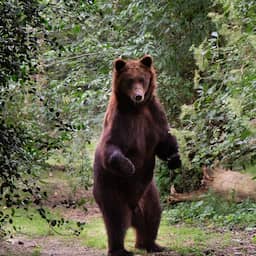 Bruine beer die werd gered uit Oekraïne overleden in Ouwehands Dierenpark