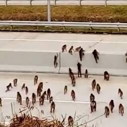 Video | Tientallen apen steken weg in Indonesië over