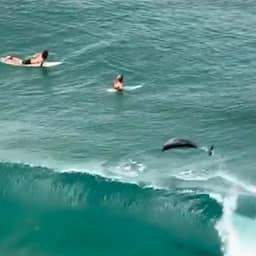 Video | Dolfijn springt uit zee vlakbij surfers in Australië
