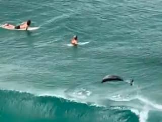 Dolfijn springt uit zee vlak bij surfers in Australië