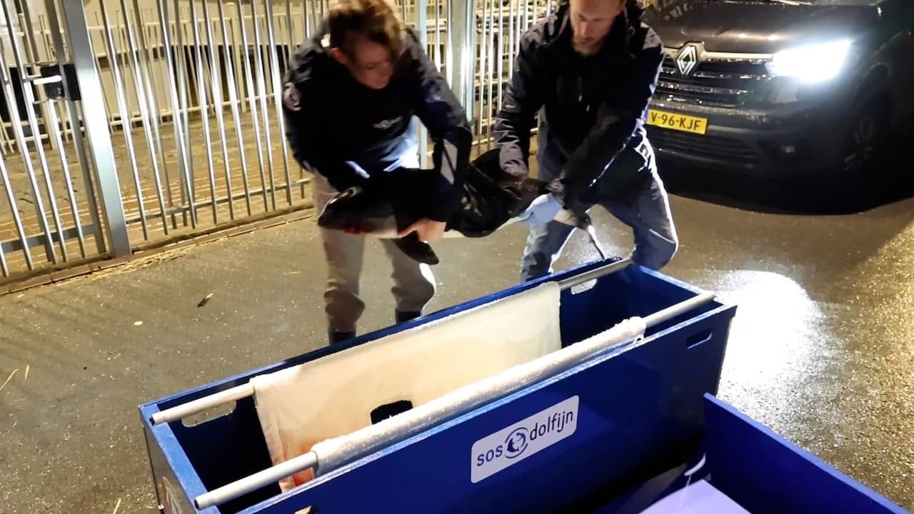 Video | Verzorgers tillen aangespoelde bruinvis ambulance in op Ameland