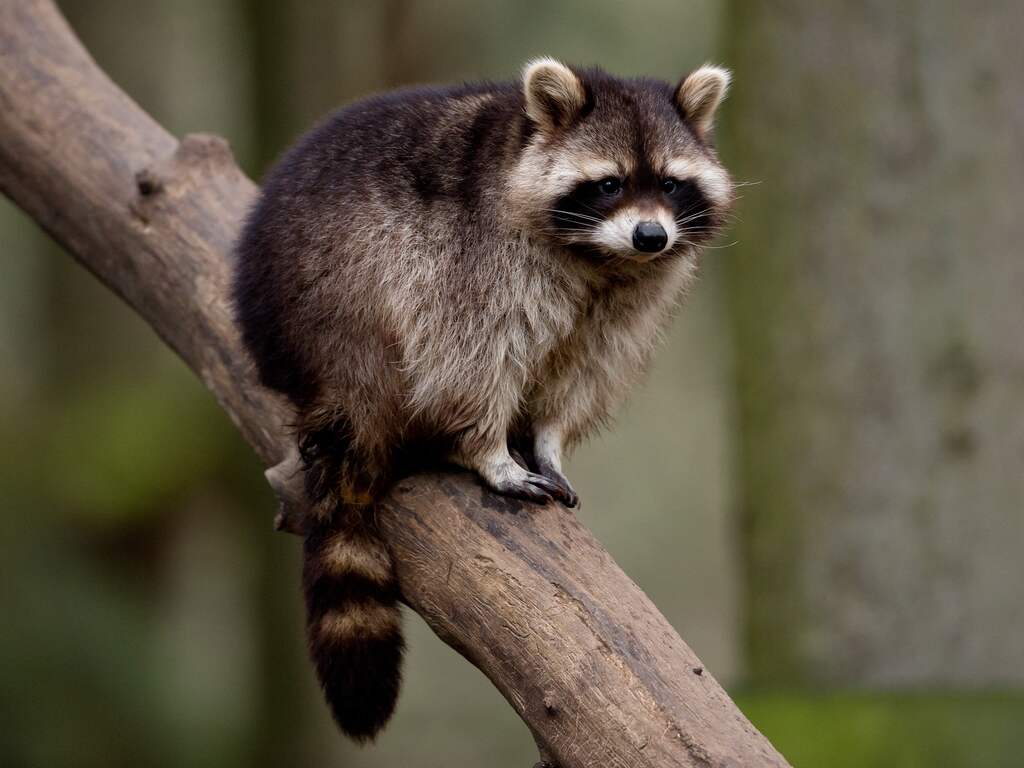 AquaZoo Leeuwarden vangt opnieuw ontsnapte wasbeer en is er nog vijf kwijt