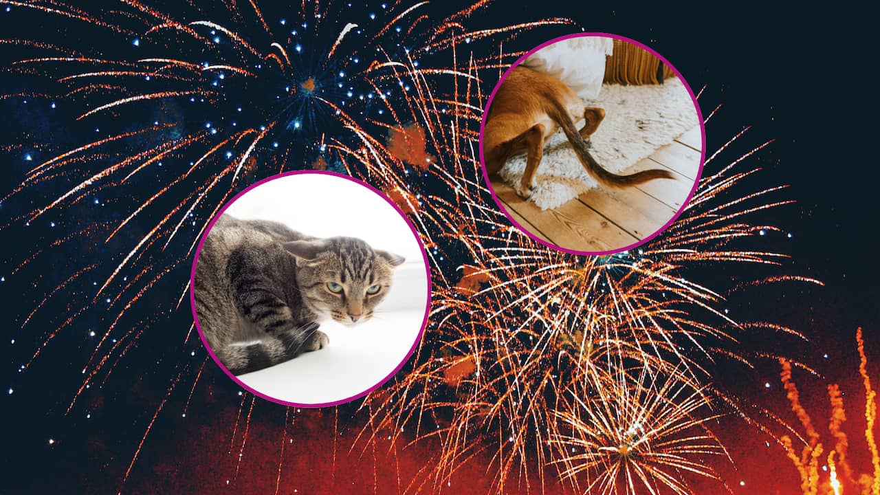 Dierenorganisaties vrezen 'heftigste jaarwisseling ooit' voor dieren